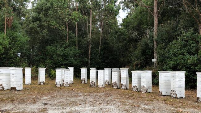 Breaking News Breaking News Rodney Smith's bee hives in the forest