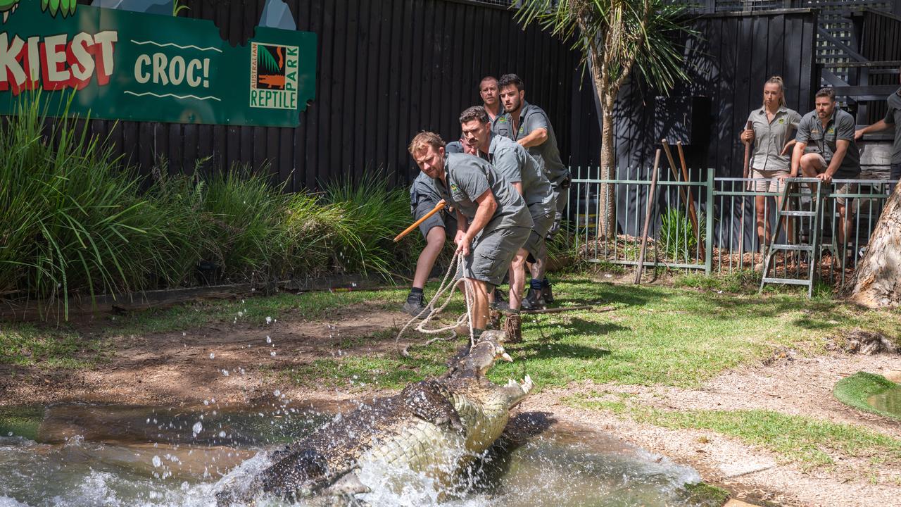 A team of keeps had to restrain the powerful croc for a dental exam. Picture: Australian Reptile Park
