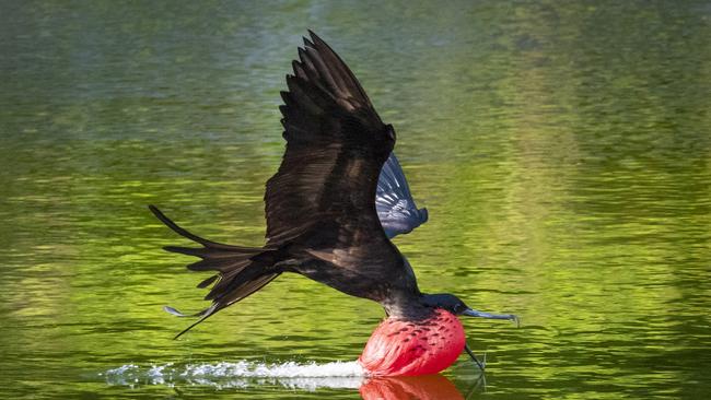 Frigatebird on Christmas Island. Picture: Chris Bray