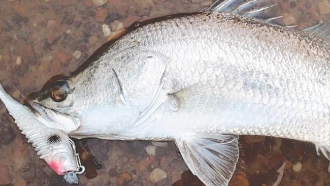 A small barramundi caught on a Squidgy Fish.