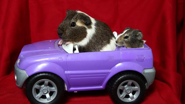 The guinea pig rescue shop is drowning in guinea pigs and have 150 at the moment. The shop is desperately trying to get people to adopt them - Pictured is Valerie and Diamond Pic by David Clark