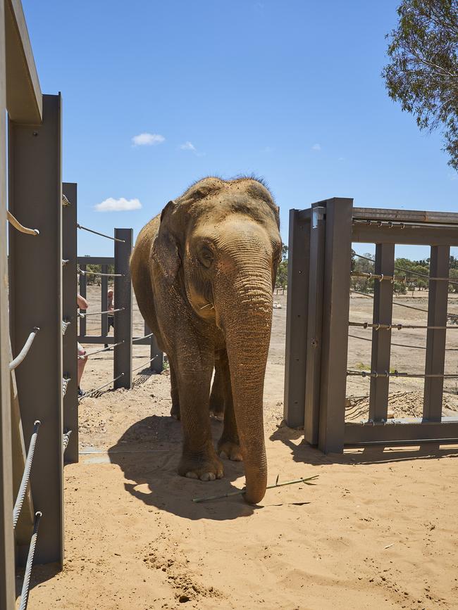 It was the first time she was able to explore her new forever home. Picture: Matt Loxton