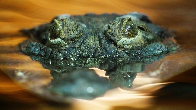 Crocodile Discovered Decapitated with Tail Cut Off: 'What is Wrong with  People?