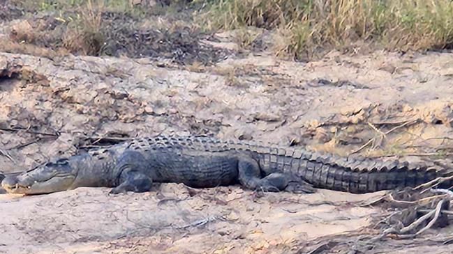 A large crocodile photographed in the Lakefield National Park last week. Picture: Darren Harley