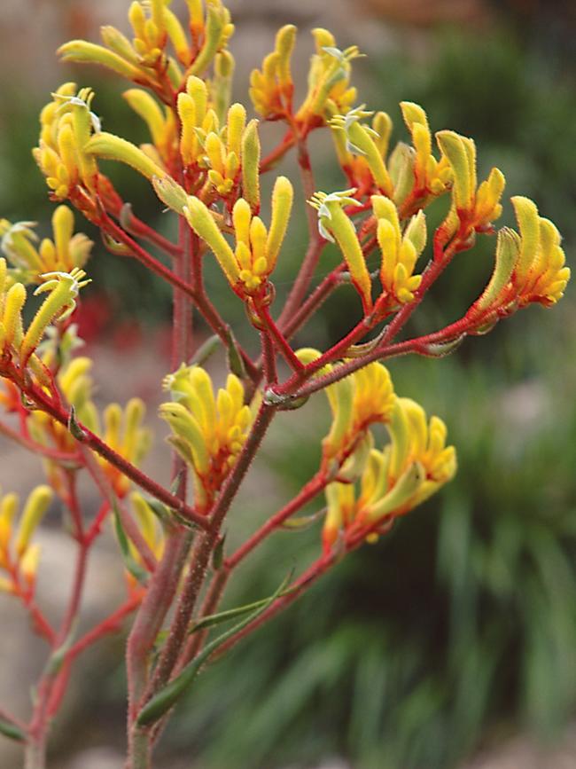 Landscape Gold kangaroo paw.