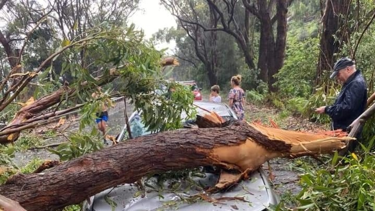 One family had their car flattened by a falling tree.