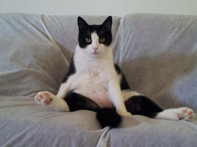 One time when I came home from school I found Vince sitting like this in the middle of the couch. Picture: Nilan Tamatea