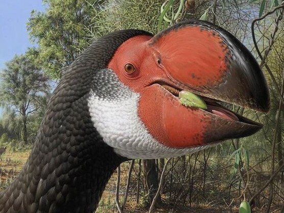 An artist’s impression of Dromornis. Picture: Flinders University