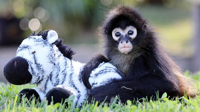 The one-year-old Spider Monkey has been hand raised by zookeepers. Picture: David Swift