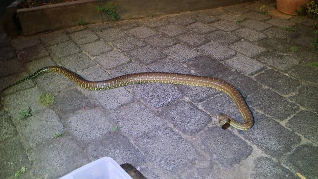 The 2m Centralian carpet python.