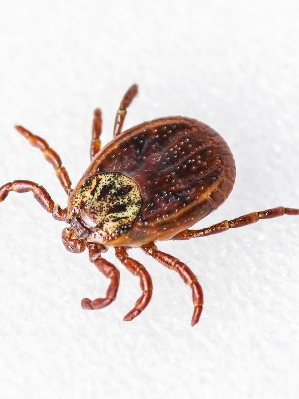 An example of a paralysis tick.