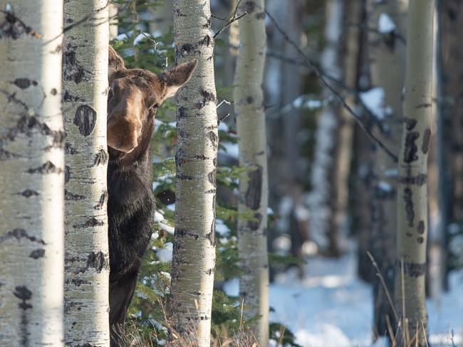 Comedy Wildlife Photography Award Finalist: A female moose peers from behind a tree. Picture: Jamie Bussey / CWPA / Barcroft Images