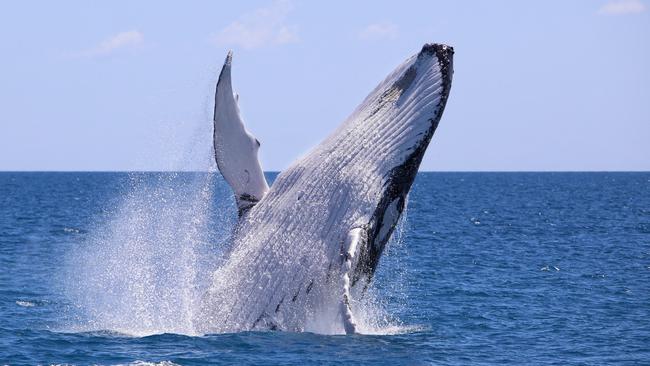 A Sunshine Coast whale cruise operator has noticed a marine affinity with Daryl Braithwaite’s cover of Horses. Picture: Tracy Farr/Tourism and Events Queensland