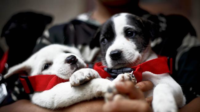 Dogs have been put at risk of rabies after fake vaccination certificates were given to dogs coming into Australia. Picture: Getty Images