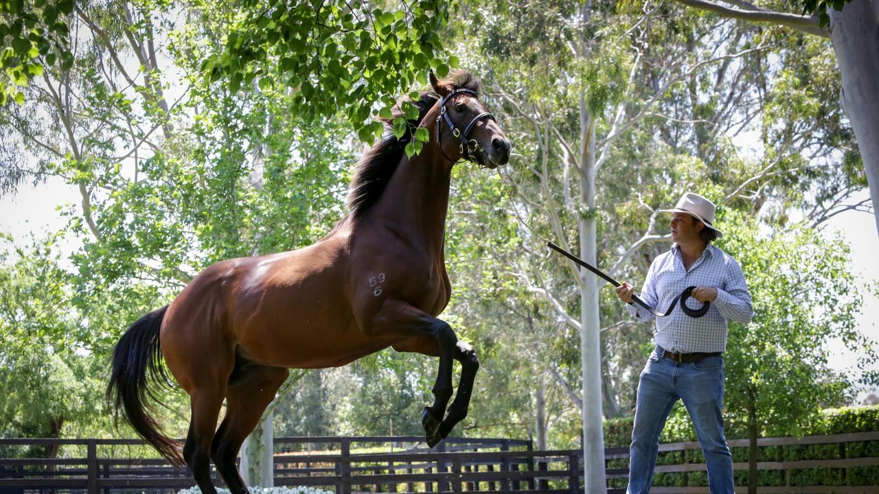 Yes Yes Yes with Coolmore Principal Tom Magnier. Damion Flower’s share in the horse has been frozen. Picture: Liam Driver