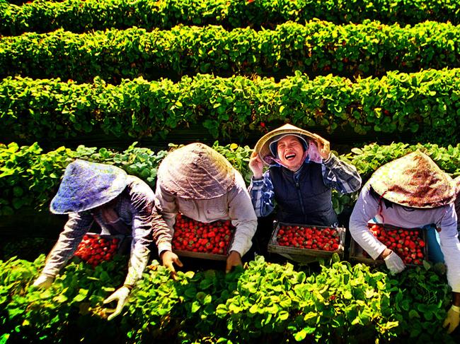Cambodian and Vietnamese fruit pickers picking strawberrys at Agon Berry Farm in Mount Compass, South Australia. workers