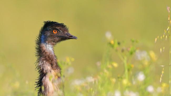 Field of Emus - G Steytler