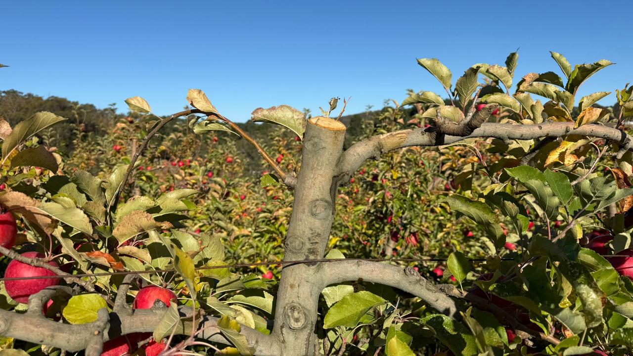 Farmers’ fury as apple trees savagely cut just before harvest