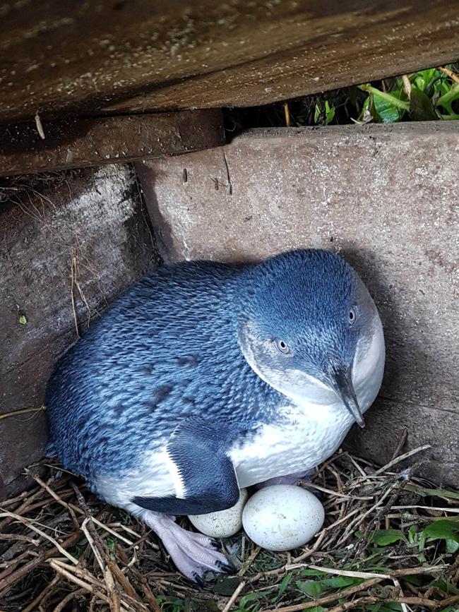 The beloved penguin parade will be livestreamed. Picture: Phillip Island Nature Parks.