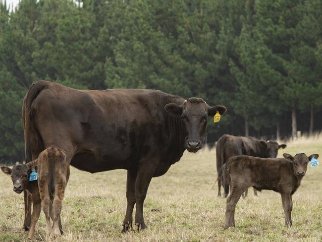 Kildrummie Wagyu cattle. Picture: Zoe Phillips