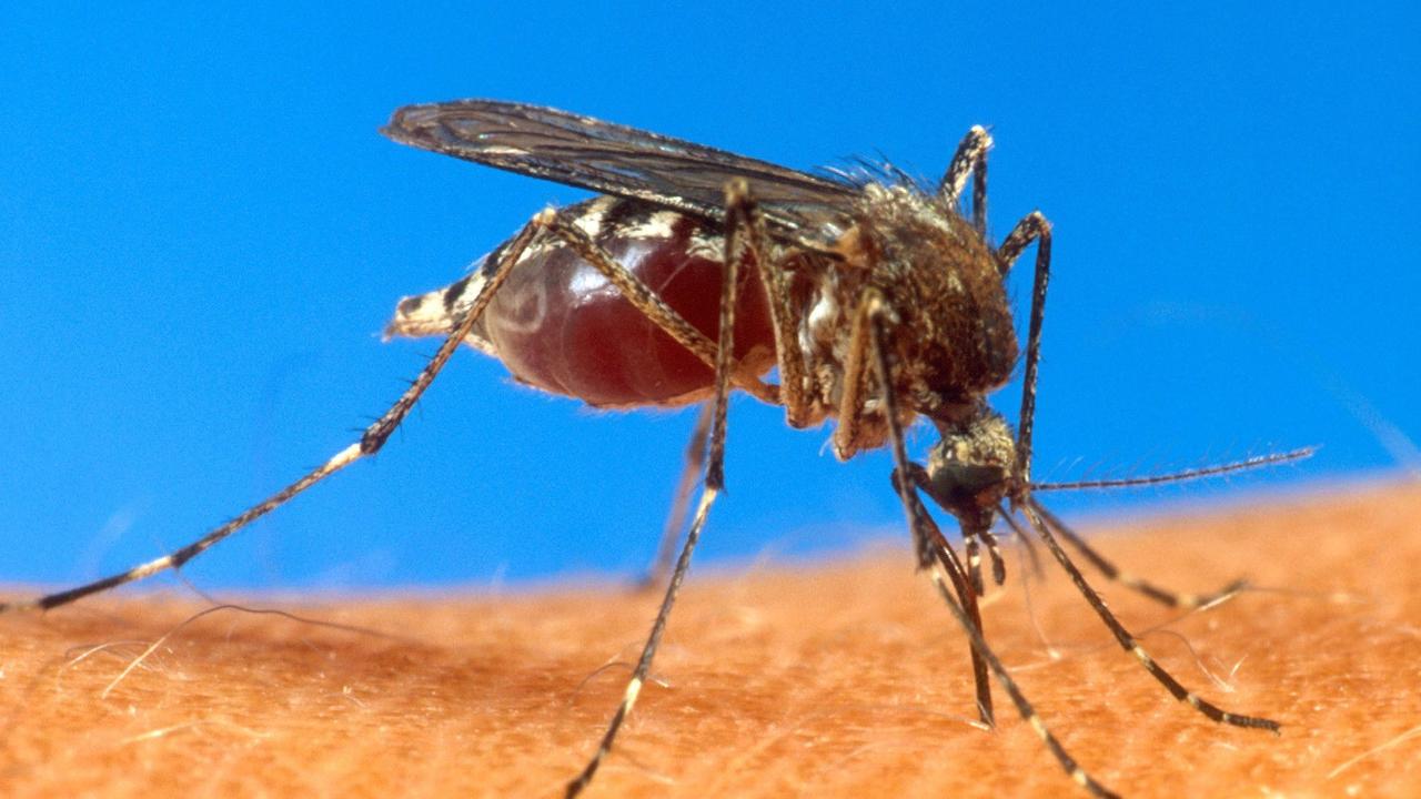 Plague proportions: What’s behind surge in mosquitoes