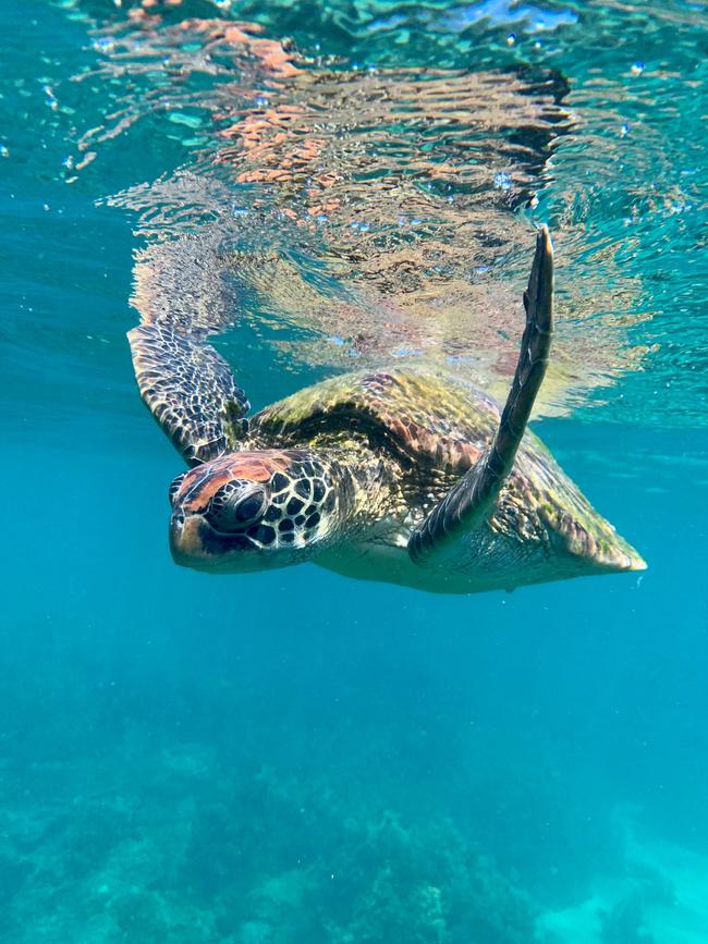 A turtle on an Aquascene tour. Picture: Aquascene