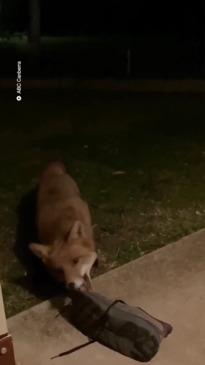 Canberra Shoe Thief Revealed to be Sneaky Local Fox