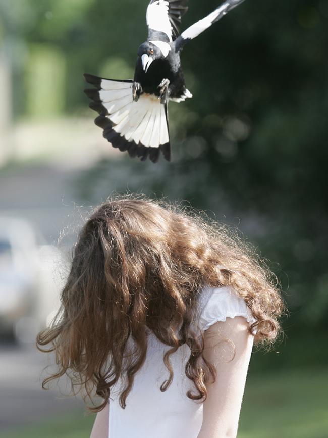 Michelle Guider 15, ducks while a magpie swoops for the attack. Photo: David Thomas