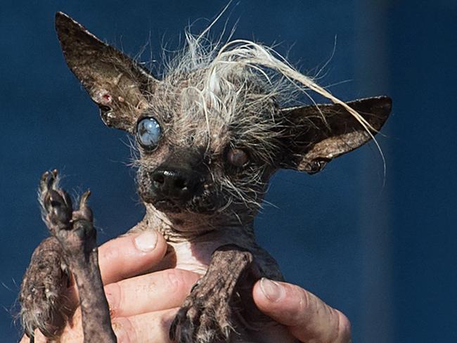 Runner-up ... Sweepee Rambo, a 16-year-old Chinese Crested dog, took out the red ribbon in the World's Ugliest Dog Contest. Picture: AP Photo/Noah Berger