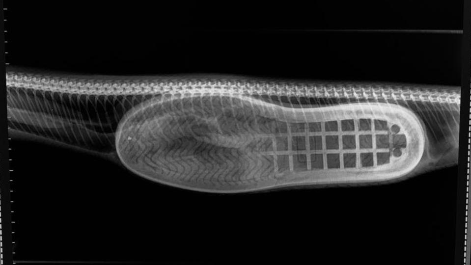 The X-ray of the python with the slipper inside.