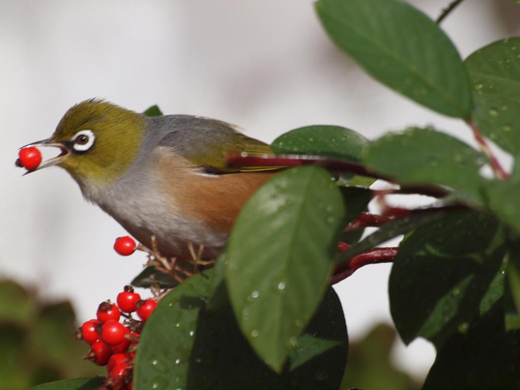 Reader picture for your Focus on Tasmania. Silvereye on cotoneaster bush Austins Ferry. Picture Bob Holderness-Roddam. ***ONE TIME USE ONLY***