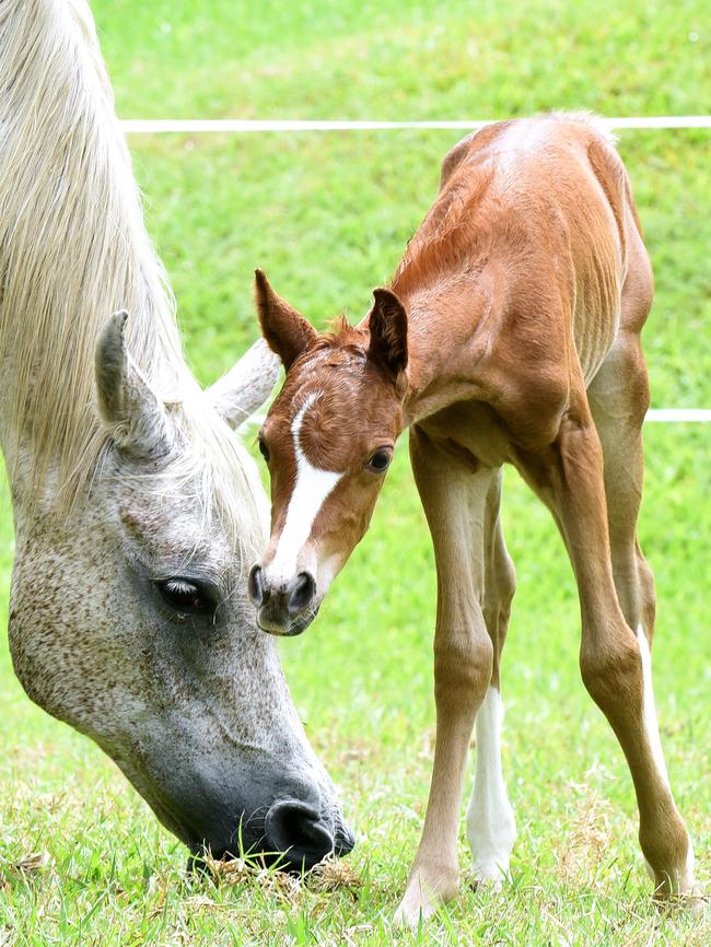 Three-day old Princess was a surprise to Project Ponies rescue group because her mum was 24 years old and was originally in very bad condition. Picture: John Gass