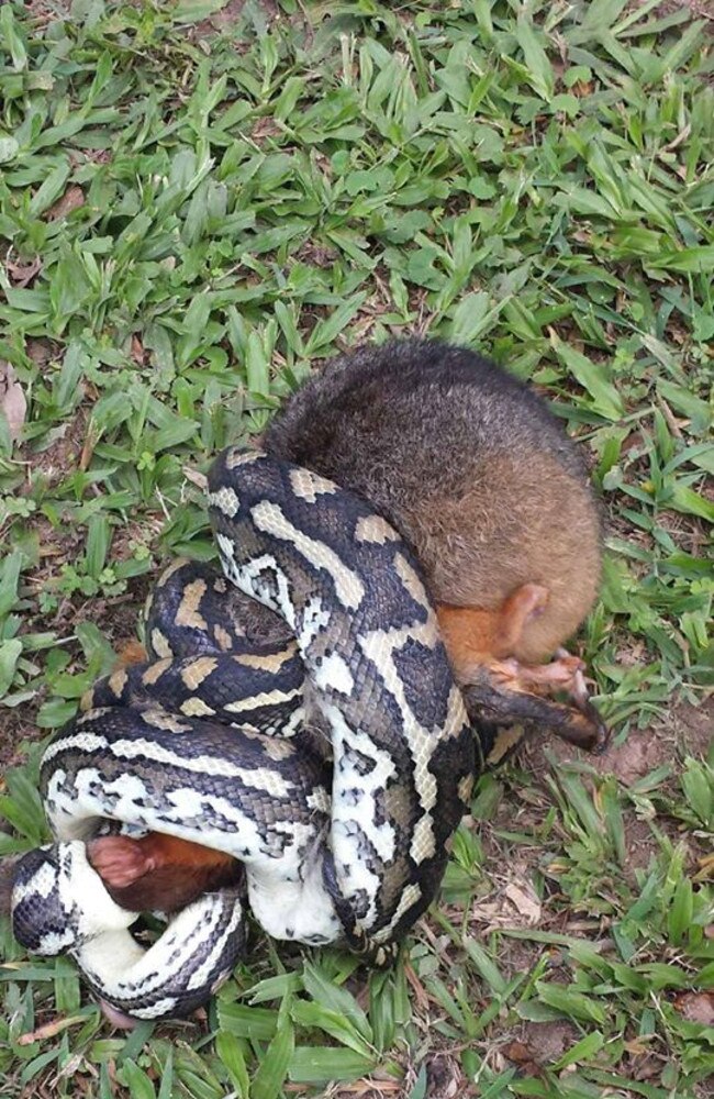 Possum and carpet snake. Picture: Stuart McKenzie