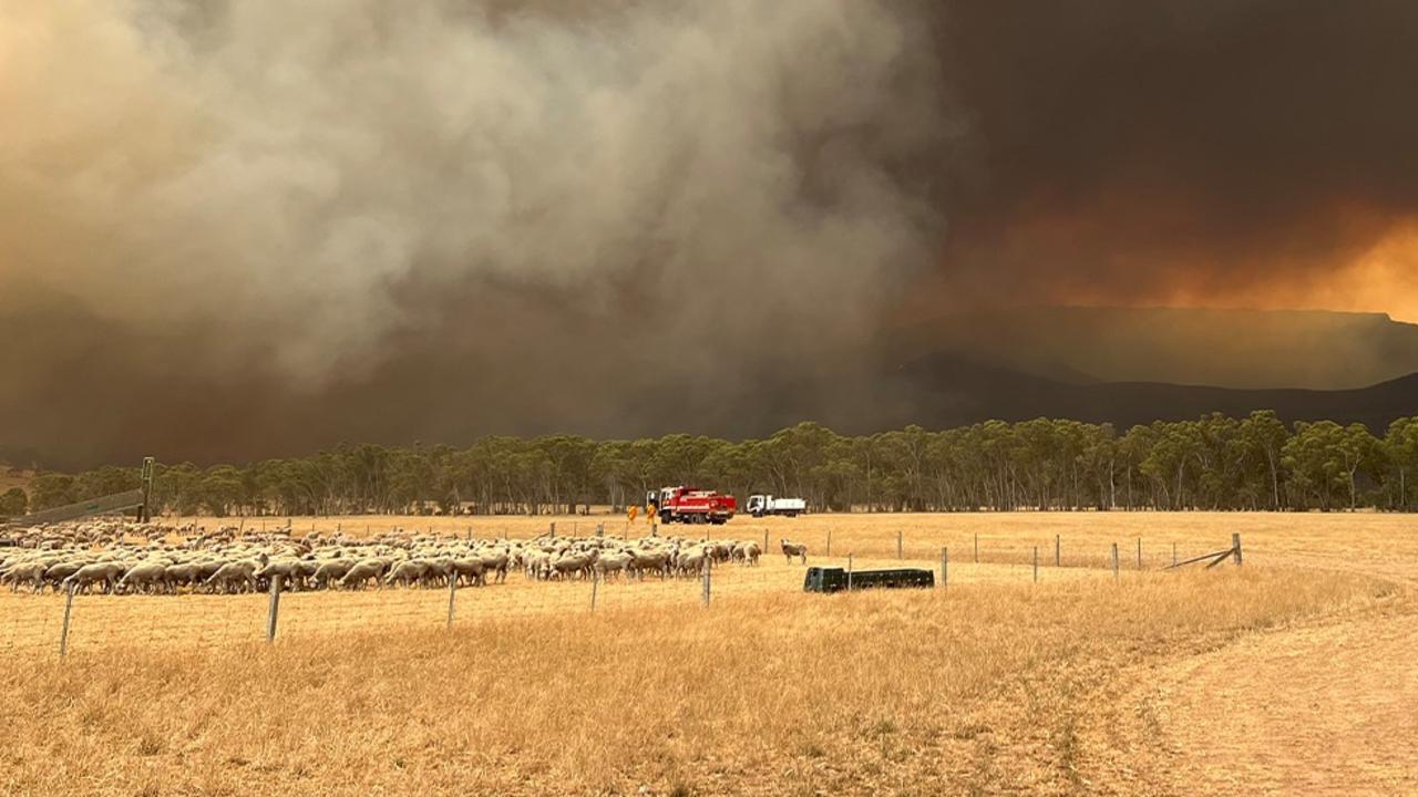 Fire warnings downgraded but businesses hit as tourists flee stricken Grampians