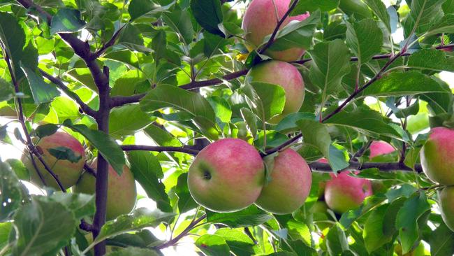 Paynes Orchard is the apple of our eye. Picture: Facebook.