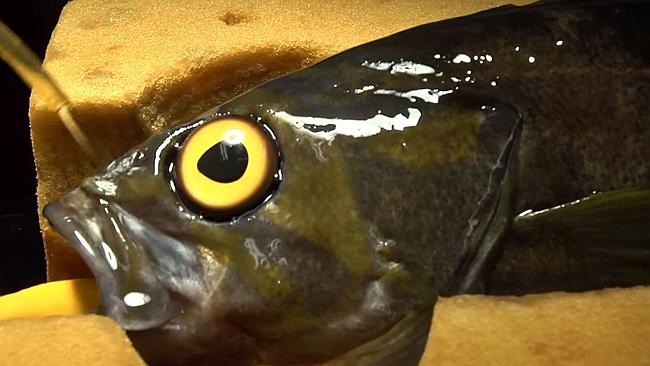 Bullied fish gets eye surgery | news.com.au — Australia’s leading news site