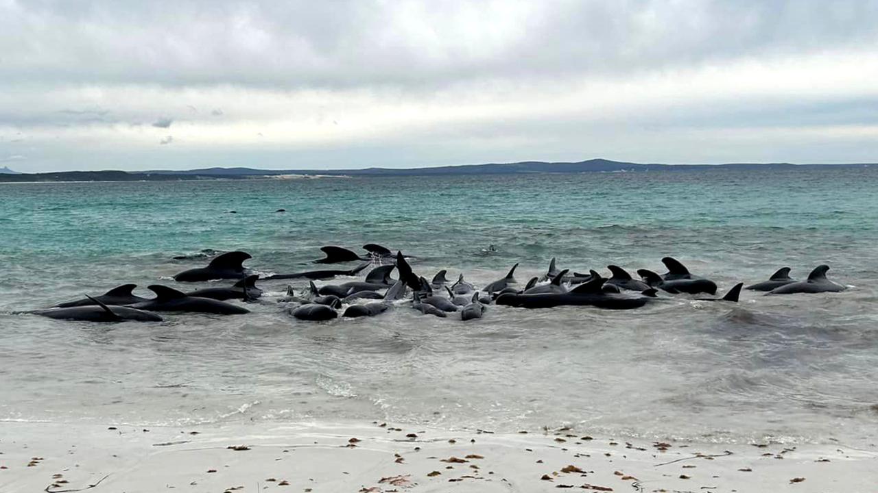 The WA Parks and Wildlife Service confirmed the remaining 45 whales were euthanised after being stranded. Picture: Western Australia Department of Biodiversity, Conservation and Attraction/ AFP/ Handout