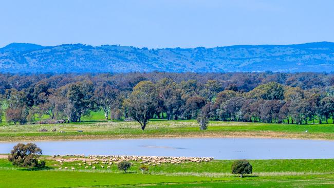 Ball Agriculture are selling their Euroa sheep station, the 1551ha property Balmullin.