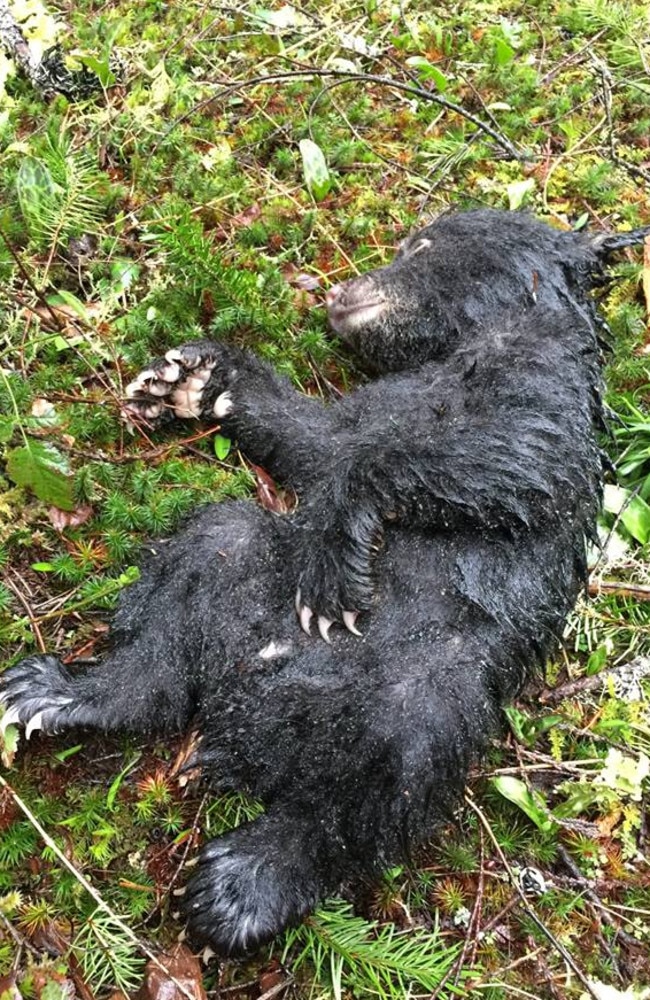 Bear cub rescue: Hiker who saved dying bear cub almost got punished for ...