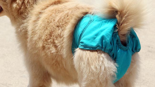 The owner of a nappy-wearing dog was ordered to do a pet ownership course.