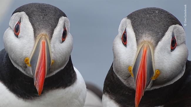 Wildlife Photographer of the Year photo by Evie Easterbrook