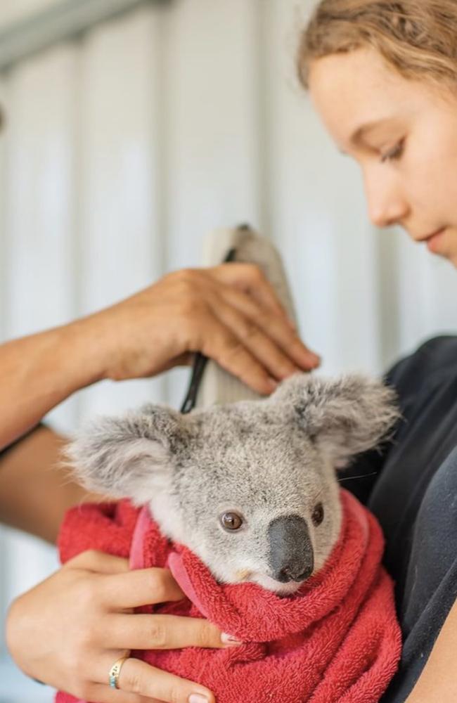 Magnetic Island Koala Hospital hoping for a new home after X-ray