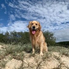 Gold Coast's cutest dogs: Bentley. Submitted by Lucie Underwood.
