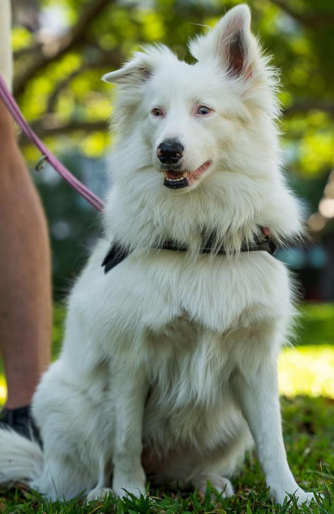 Service dog Lily helps Jarrod Woodgate manage depression, anxiety and PTSD. Picture: Pema Tamang Pakhrin