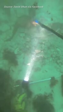 Octopus attacks mystery sea creature, electrocutes speardiver