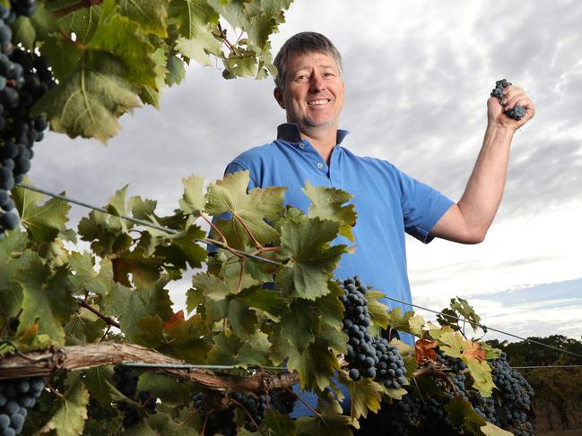 3.4.2019.Vintage is wrapping up in SA, with yields lower but quality good this season. Langhorne Creek winery Lake Breeze is still harvesting.Lake Breeze winemaker Greg Follett at their Langhorne Creek vineyard. PIC TAIT SCHMAAL.