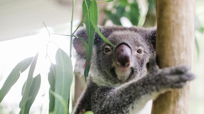 Tanya Plibersek and Annastacia Palaszczuk both show hypocrisy over their claims to protect koala habitats. Picture: Stacey Hedman / IFAW