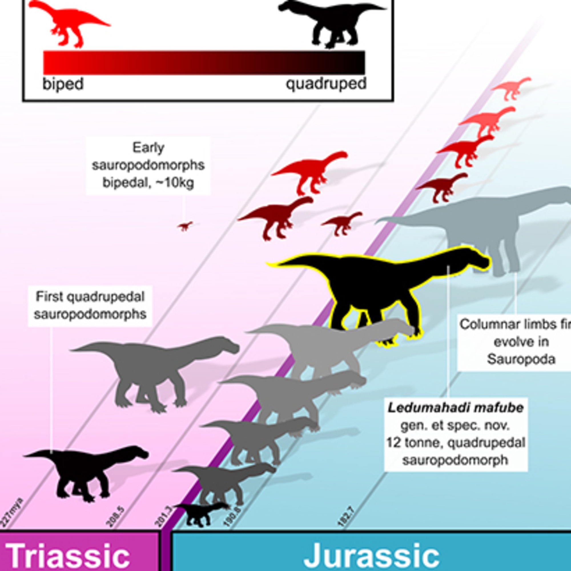 Scientists Discover New Species of Giant Dinosaur - Ledumahadi Mafube