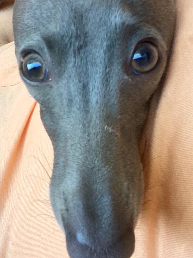 Ralph the Italian Greyhound turns on the puppy dog eyes. Picture: Supplied