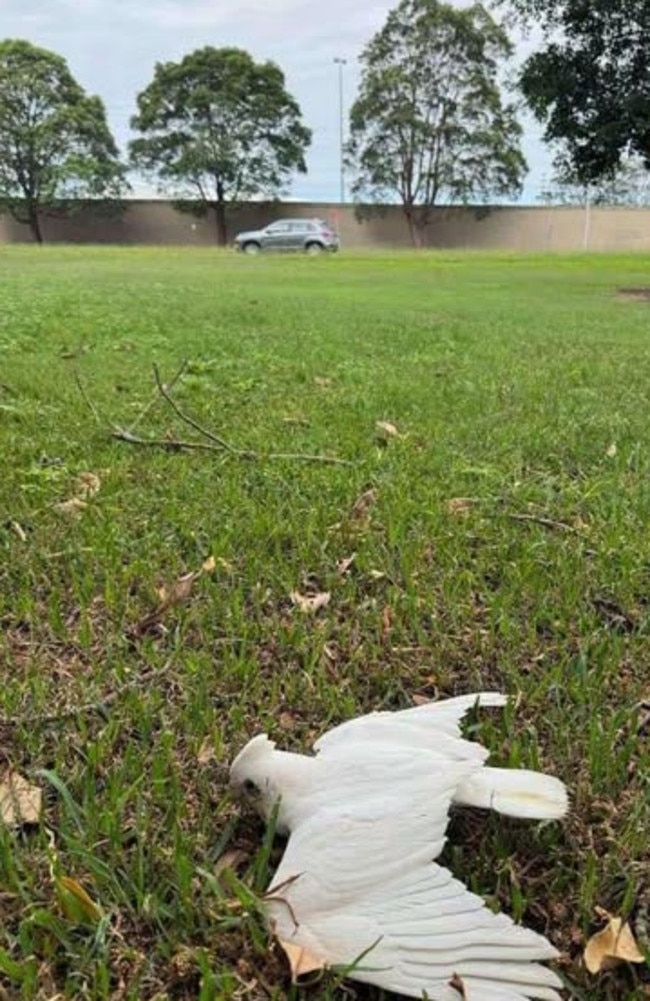 Hundreds of corellas are dead in Newcastle, NSW, after a suspected mass poisoning event. Picture: Facebook/Hunter Wildlife Rescue